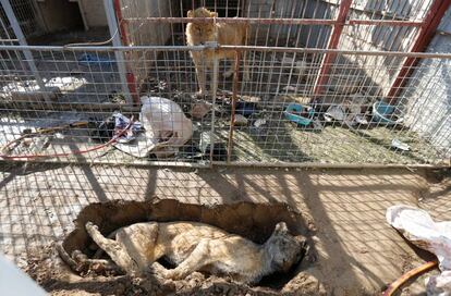 Un león en su jaula mira a una leona muerta en el zoológico de Mosul, Iraq.