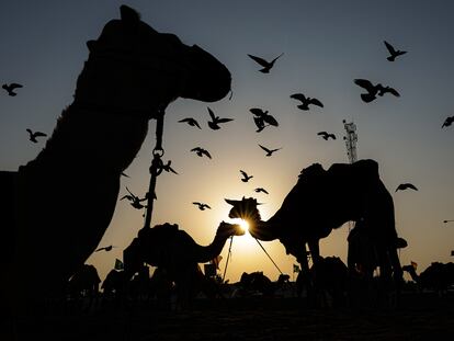 -FOTODELDIA- MESAIEED, 21/11/2022.- Vista de algunos de los camellos encargados de pasear turistas en la zona de las dunas de Mesaieed, a unos 80 km de la ciudad de Doha, Catar, el 20 de noviembre de 2022. La Copa Mundial de Fútbol de la FIFA Qatar 2022 se desarrolla en Catar del 20 de noviembre al 18 de diciembre de 2022. EFE/ Antonio Lacerda
