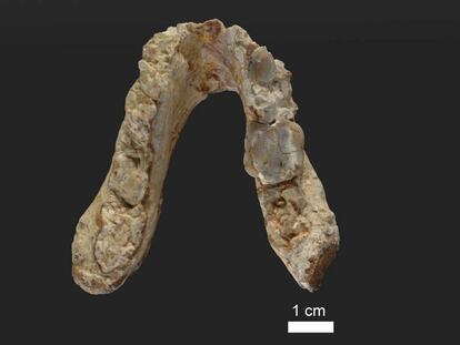 La mand&iacute;bula inferior de &quot;El Greco&quot;, que vivi&oacute; hace 7,175 millones de a&ntilde;os en la actual Grecia