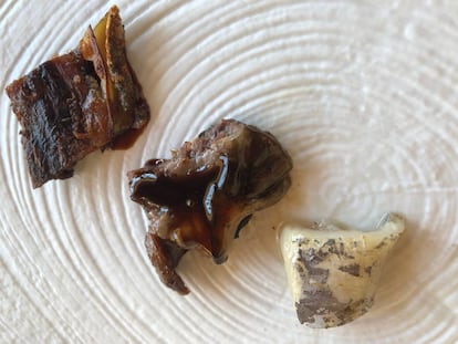 DE ARRIBA ABAJO KOKOTXA, LENGUA Y OPÉRCULO EXTERIOR DEL ATÚN / CAPEL