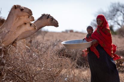 Hafsa Bedel, madre de seis hijos en la región etíope de Somali, teme perder más ganado en los próximos meses. “Llevamos apenas un mes de la larga estación seca ('jilaal') y ya he perdido 25 cabras y ovejas. También perdí cuatro camellos. No hay pastos y nuestros animales están sufriendo. No puedo permitirme alimentarlos con maíz. Ni siquiera tenemos suficiente para nosotros”.

Hafsa lucha por salvar a los jóvenes camellos. Los mantuvo cerca de casa para que su esposo trajera agua de un 'birkah' (pozo de agua) donde el gobierno raciona el agua. “Si los dejo ir [a los camellos], no encontrarán comida ni agua. Todavía son jóvenes”, dice.