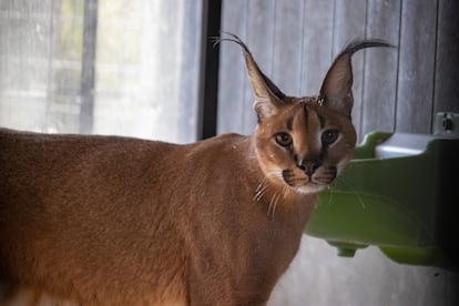 El felino decomisado, en las instalaciones del centro de rescate AAP Primadomus de Alicante.