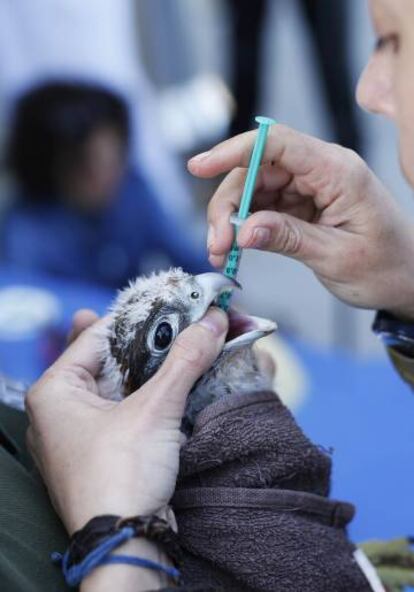 Una de las crías ingiere un medicamento a través de una jeringuilla.