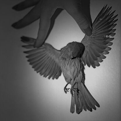 'Crucifixión' (2012). La muestra incluye fotos oníricas y metáforas visuales como este pequeño pájaro.