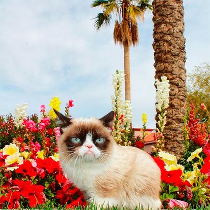 Con ella empezó todo. Grumpy Cat fue la pionera. Los memes con el rostro impasible de esta gata estadounidense de Arizona -cuyo nombre real era Tardar Sauce- invadieron internet a partir de 2012 (cuando se compartió su primera imagen en Reddit) y ella se convirtió en un fenómeno viral. Falleció en 2019 y ahora una cuenta de Instagram con 2,5 millones de seguidores la recuerda y recopila homenajes, montajes fotográficos y algunos de sus retratos más conocidos.