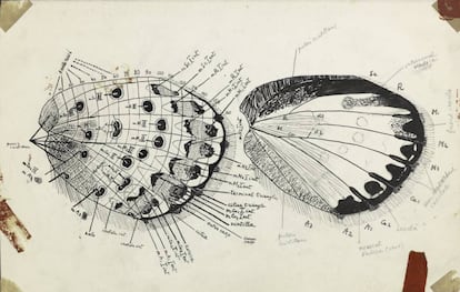 Esquema detallado del ala de una mariposa. 