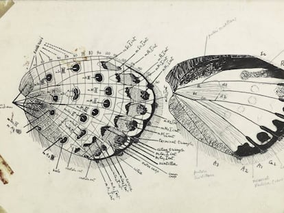 Esquema detallado del ala de una mariposa. 