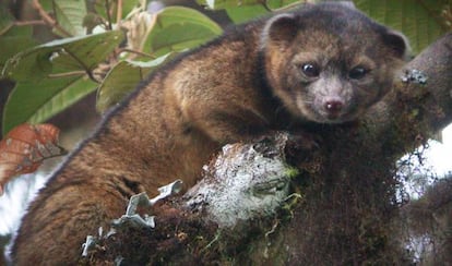 Un ejemplar de olinguito, el último animal descubierto en América.