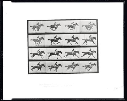Placa 626: Animal Locomotion. Galope, yegua de pura sangre, de Eadweard Muybridge. 1887.