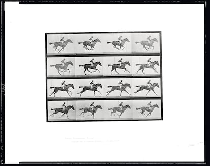 Placa 626: Animal Locomotion. Galope, yegua de pura sangre, de Eadweard Muybridge. 1887.