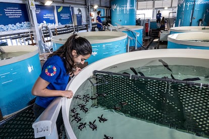 Pequeñas tortugas bobas cogidas de puestas en la naturaleza en un tanque el Oceanogràfic de Valencia para un programa en marcha de cría en cautividad y propiciar su conservación.