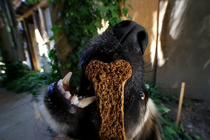 'Tita' un perro mestizo come una galleta con forma de hueso en su casa en Santiago (Chile), el 8 de diciembre de 2017.