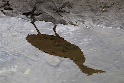 Para el ministro de Ambiente y Energía, Franz Tattenbach, las áreas de conservación de Costa Rica son el "verdadero tesoro" que ofrecen a los visitantes nacionales y extranjeros. En la foto, el reflejo de una garza tigre a orillas del río Tarcoles.