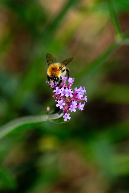 Las abejas usan su probóscide (similar a una lengua) para succionar el néctar de las flores y almacenarlo en una especie de bolsa conocida como buche.