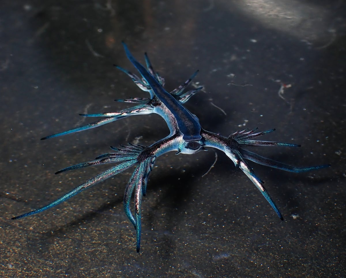 The blue dragon: The spectacular sea slug behind beach closures in Spain