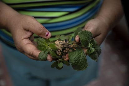 Ervas como manjericão e orégano são cultivadas em um pequeno canteiro de flores perto de sua casa.