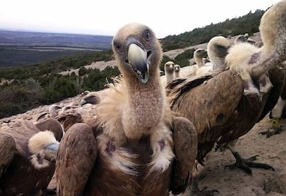 Un buitre observa con interés al autor del artículo en la pedriza de Santa Cilia, en el parque de la Sierra y los cañones del Guara.