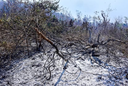 La ceniza de un árbol quemado en el Parque Nacional El Veladero, este 25 de abril.
