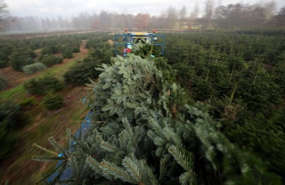 Vivero de abetos de Navidad de España y Portugal