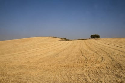 Paisaje del camino entre Mondéjar y Pozo de Almoguera (Guadalajara).