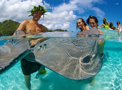 La buena visibilidad y la gran cantidad de especies marinas que habitan en las tranquilas aguas de las lagunas son parte del encanto natural de islas como Bora Bora, Moorea o Huahine. Una de las excursiones más espectaculares es el tour en barco por la laguna para bañarse y dar de comer a las inofensivas mantas rayas y tiburones de punta negra. Su cercanía produce sensaciones indescriptibles, a pesar de no ser peligrosos.