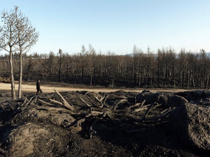 Pinares quemados en la cresta de la sierra del Pico Zapatero.