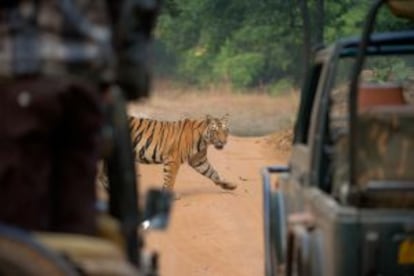 Safari para ver tigres de bengala en el parque nacional de Bandhavgarh (India).