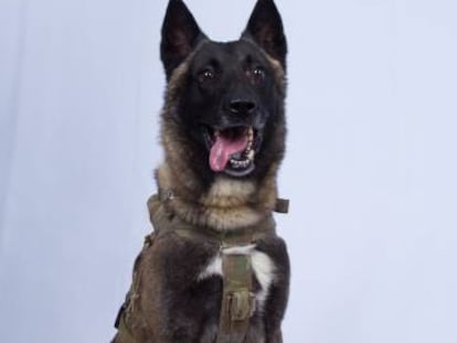 Foto del perro militar que participó en la captura de Abubaker al Bagdadi, compartida por el presidente Trump.