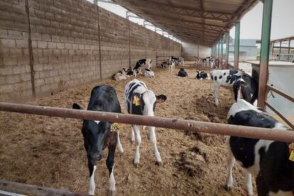 Algunas vacas en la ganadería de Antonio Casas, en Moraleda de Zafayona (Granada).