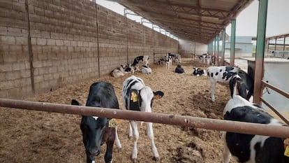Algunas vacas en la ganadería de Antonio Casas, en Moraleda de Zafayona (Granada).