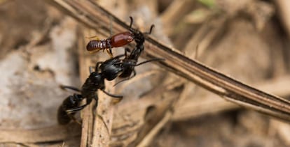 Formiga ferida por um cupim é transportada por uma companheira