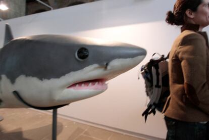 Reproducción a tamaño natural de un tiburón blanco en la exposición <b><i>A favor de los tiburones, </i></b> ayer en el Museo Marítimo.