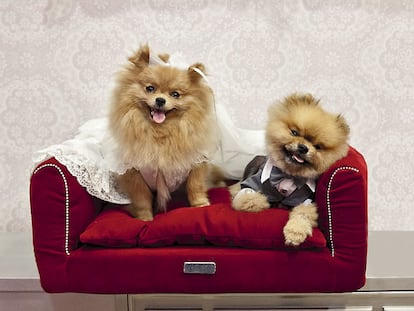 Cuando los perros quieren ser como Anna Wintour