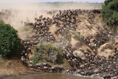 Animales migrantes