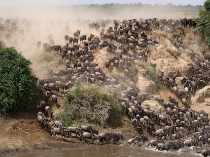 Animales migrantes