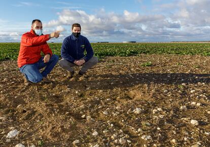 Gonzalo Hernando (de azul) y Rubén Arranz (de rojo), agricultores de Campaspero, muestran los destrozos producidos por los topillos en los campos de colza.