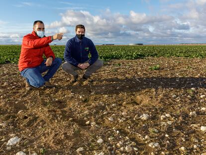 Gonzalo Hernando (de azul) y Rubén Arranz (de rojo), agricultores de Campaspero, muestran los destrozos producidos por los topillos en los campos de colza.