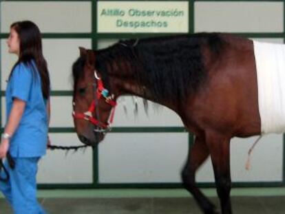 Un caballo se recupera tras ser intervenido quirúrgicamente en la clínica de veterinaria de la UCM.