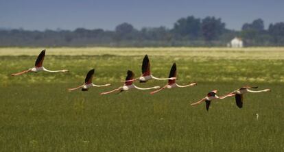 Flamencos sobrevuelan el Parque Nacional de Doñana, en 2013.