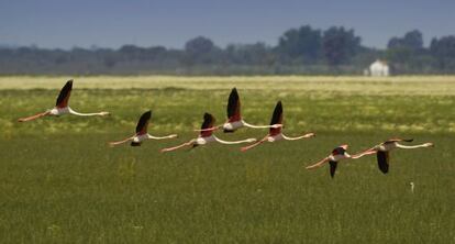 Flamencos sobrevuelan el Parque Nacional de Do&ntilde;ana, en 2013.  
  
  
 