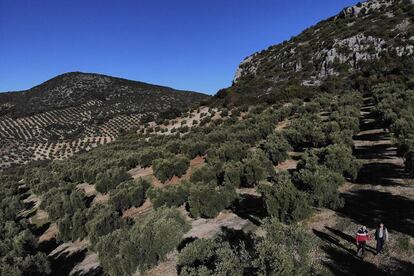 Una finca de olivar de la localidad cordobesa de Carcabuey.