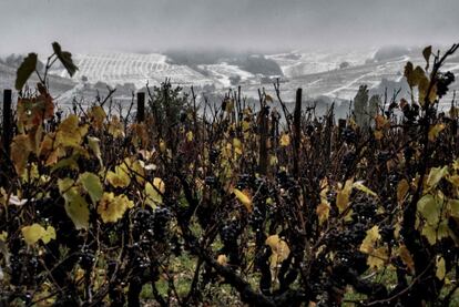 Viñedos de Beaujolais cubiertos por la nieve, cerca de Chenas (Francia).