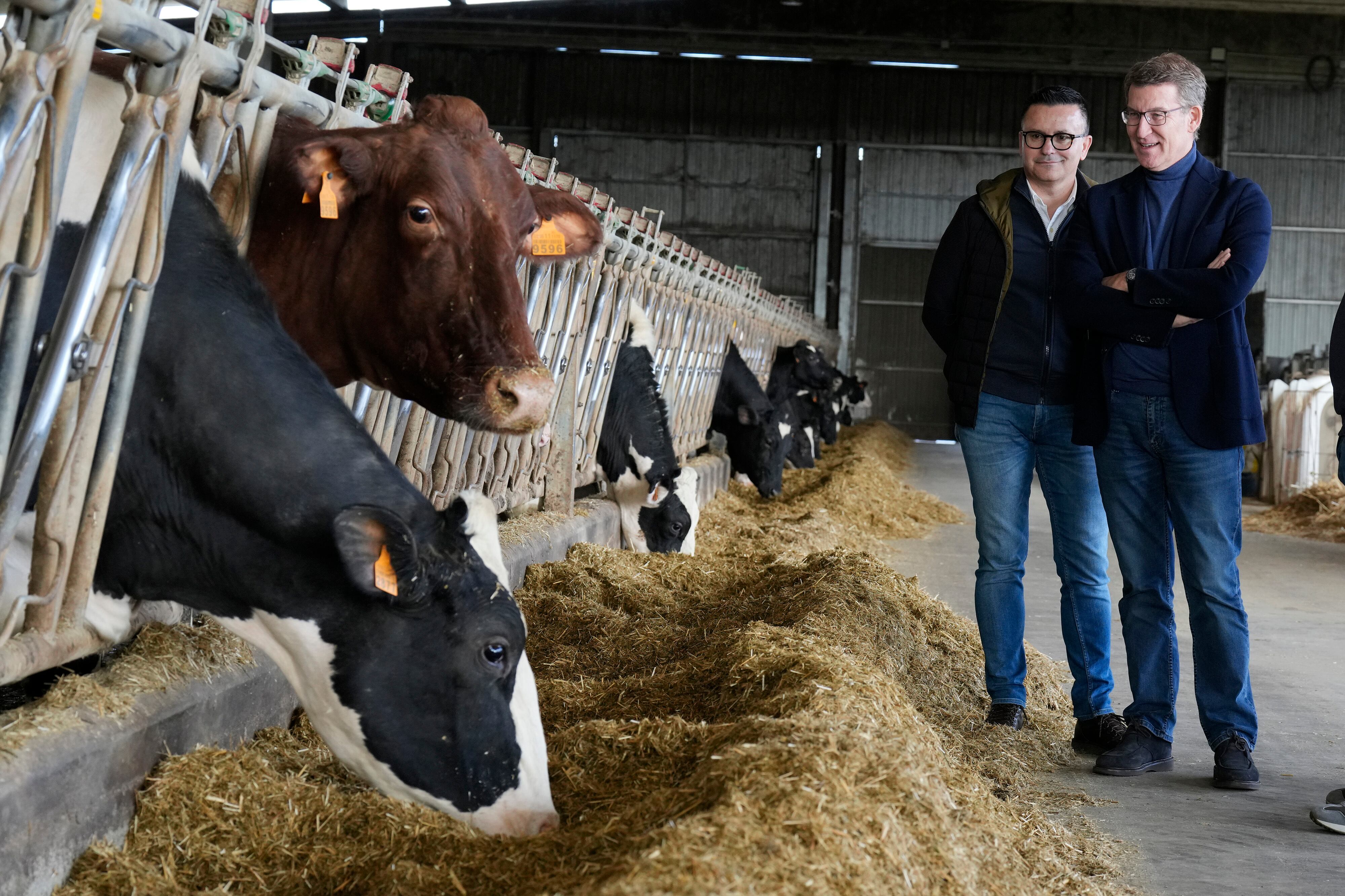 Alberto Núñez Feijóo, durante una visita a una explotación agraria acompañado por el candidato del PP gallego por la provincia de Ourense, José González, el lunes en Lalín.