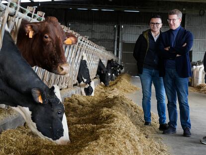 El líder del PP, Alberto Núñez Feijóo, durante una visita a una explotación en Lalín (Ourense), este lunes. PP y Vox pugnan por capitalizar las protestas de los agricultores en Bruselas.