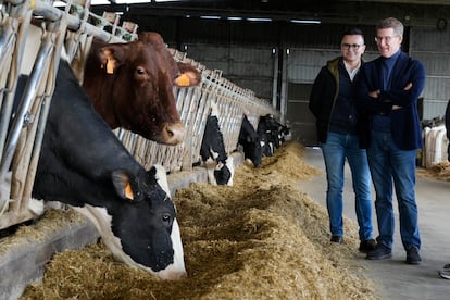 El líder del PP, Alberto Núñez Feijóo, durante una visita a una explotación en Lalín (Ourense), este lunes. PP y Vox pugnan por capitalizar las protestas de los agricultores en Bruselas.