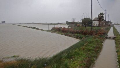 Arrozales inundados por el mar este martes en el delta del Ebro.