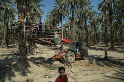 Trabajadores palestinos recogen dátiles en una plantación de palmeras de colonos israelíes en Naran, en el valle del Jordán de Cisjordania.