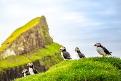 Los frailecillos forman parte del paisaje de las islas Feroe.