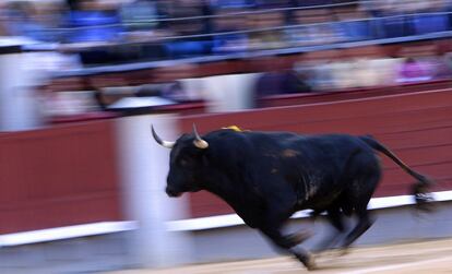 El toro llegó a la muleta con genio, con codicia y una violenta acometida.