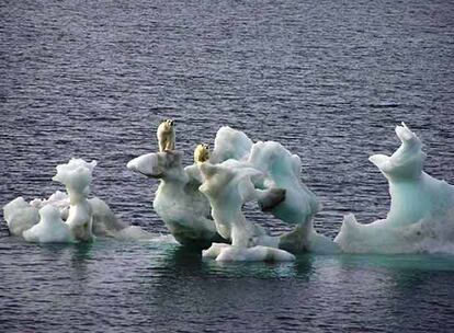 Dos osos sobre unos trozos de hielo rtico en el norte de Alaska.